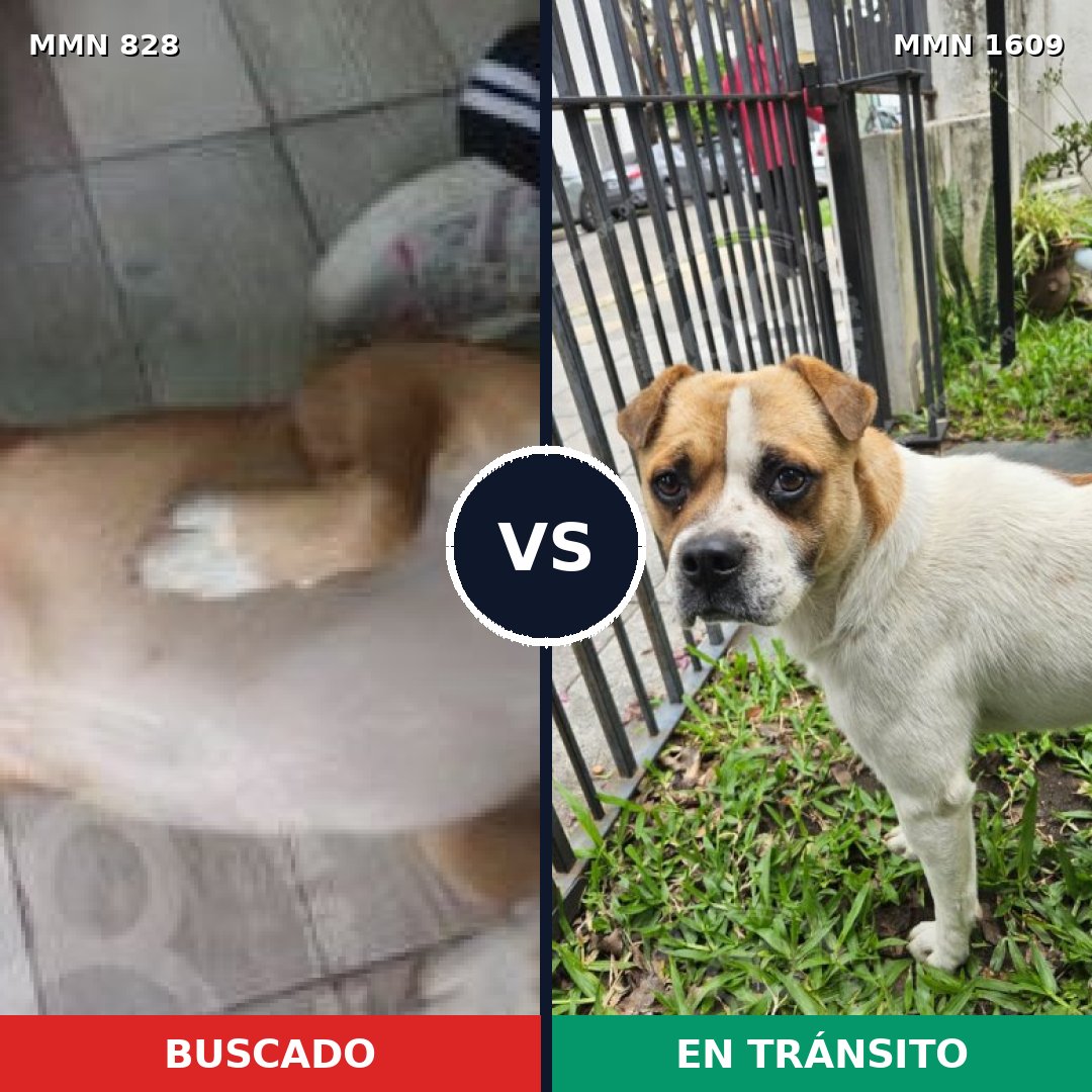 Comparativa MMS 33214: mascota perdida y mascota encontrada, 81% de similitud