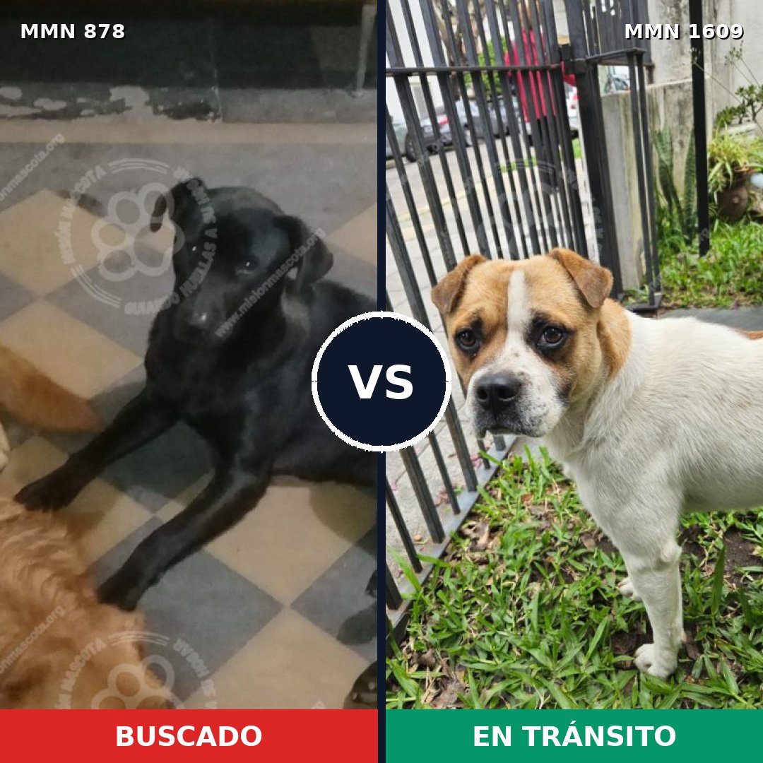 Comparativa MMS 33218: mascota perdida y mascota encontrada, 46% de similitud