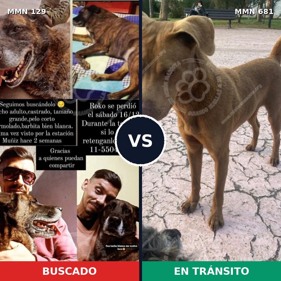 Comparativa MMS 3322: mascota perdida y mascota encontrada, 64% de similitud