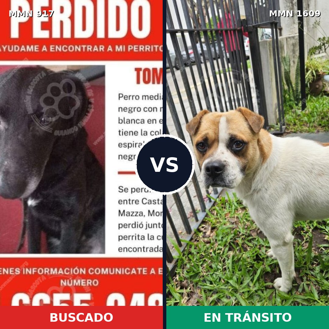 Comparativa MMS 33224: mascota perdida y mascota encontrada, 50% de similitud