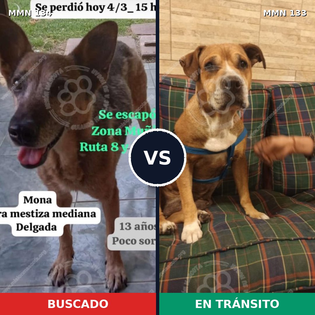 Comparativa MMS 3323: mascota perdida y mascota encontrada, 51% de similitud