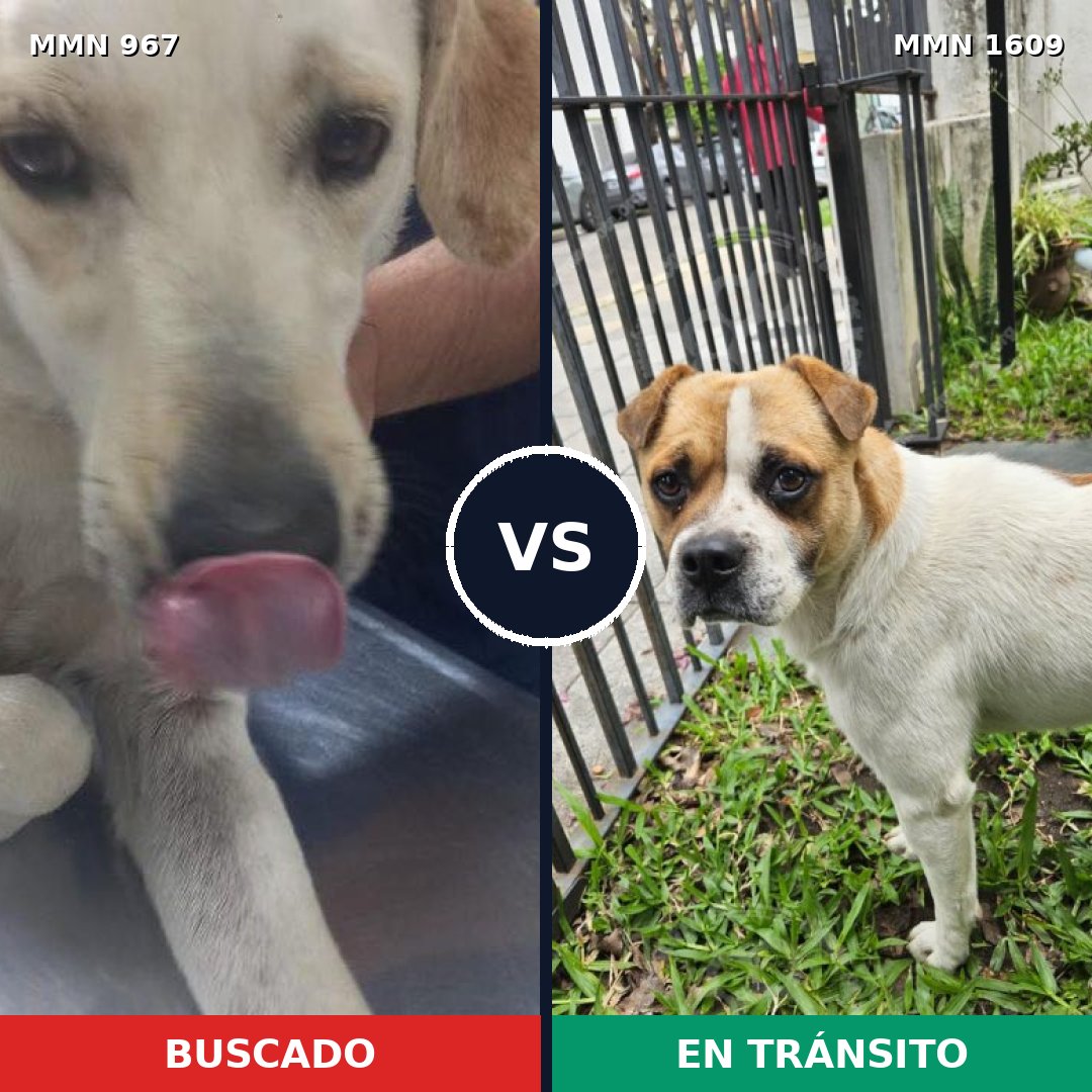 Comparativa MMS 33233: mascota perdida y mascota encontrada, 66% de similitud