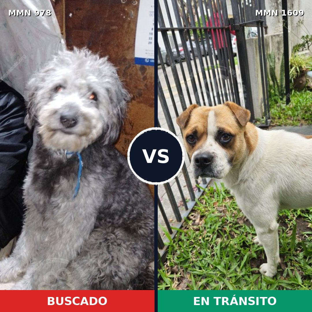 Comparativa MMS 33234: mascota perdida y mascota encontrada, 48% de similitud