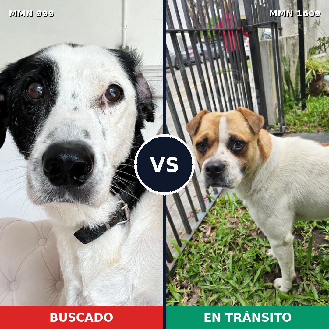 Comparativa MMS 33238: mascota perdida y mascota encontrada, 55% de similitud