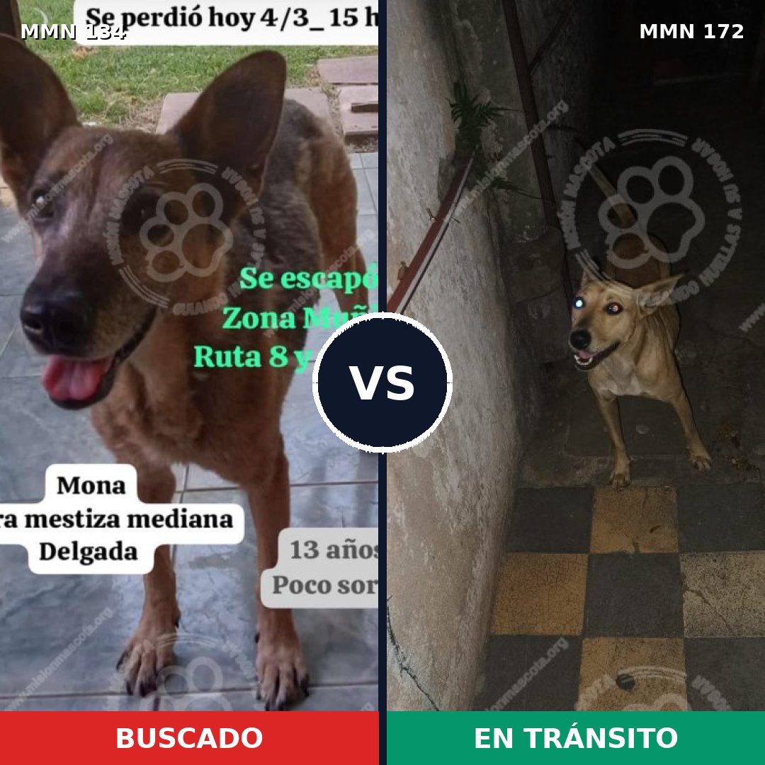 Comparativa MMS 3324: mascota perdida y mascota encontrada, 63% de similitud