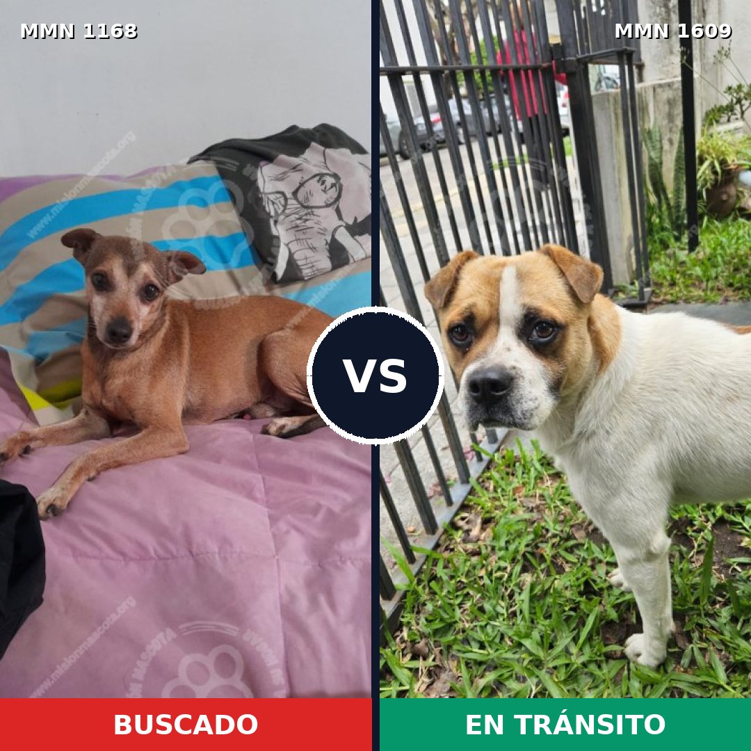 Comparativa MMS 33246: mascota perdida y mascota encontrada, 46% de similitud
