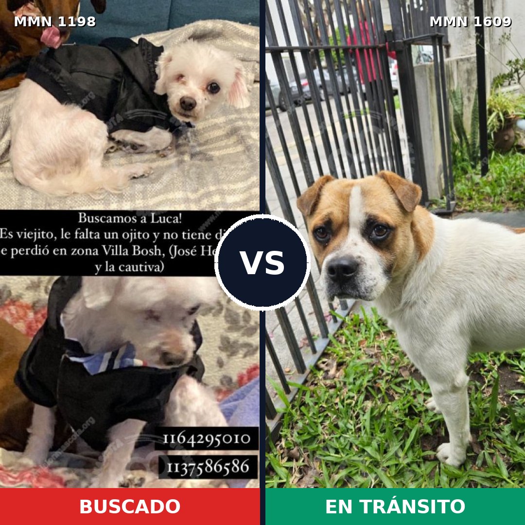Comparativa MMS 33247: mascota perdida y mascota encontrada, 46% de similitud