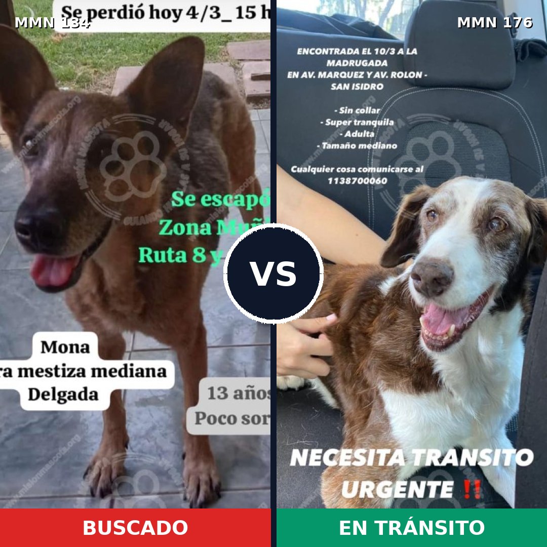 Comparativa MMS 3325: mascota perdida y mascota encontrada, 47% de similitud