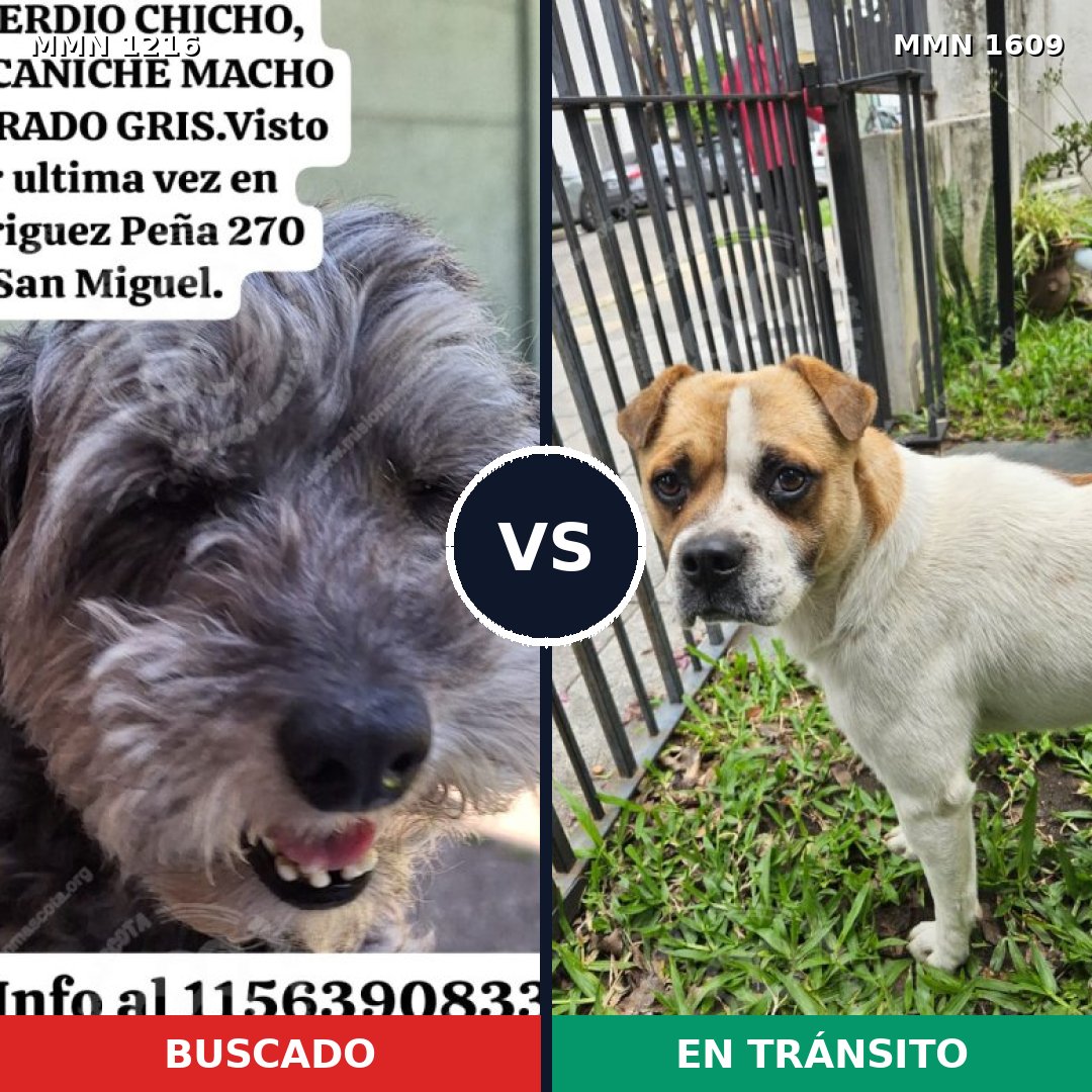 Comparativa MMS 33252: mascota perdida y mascota encontrada, 48% de similitud