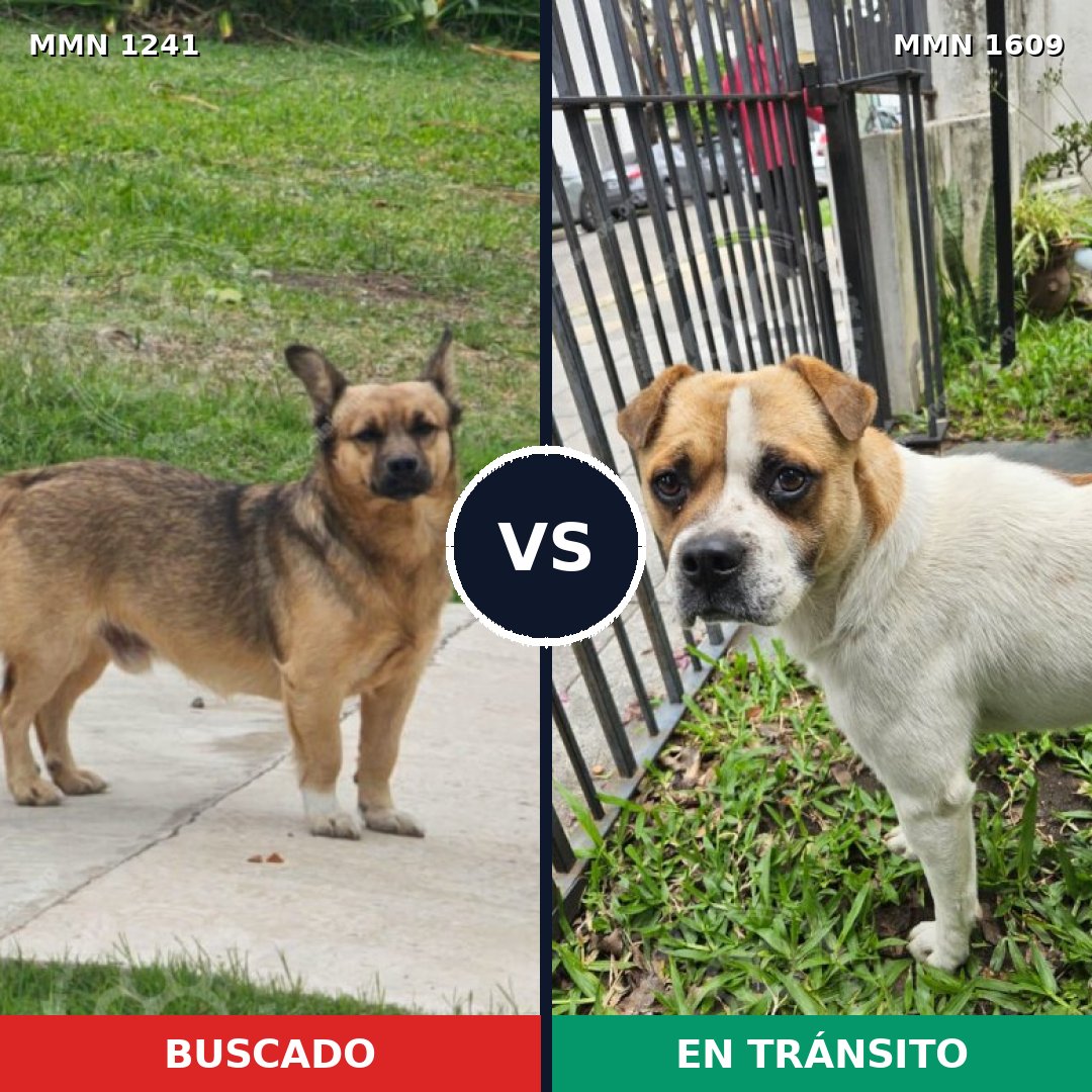 Comparativa MMS 33254: mascota perdida y mascota encontrada, 66% de similitud