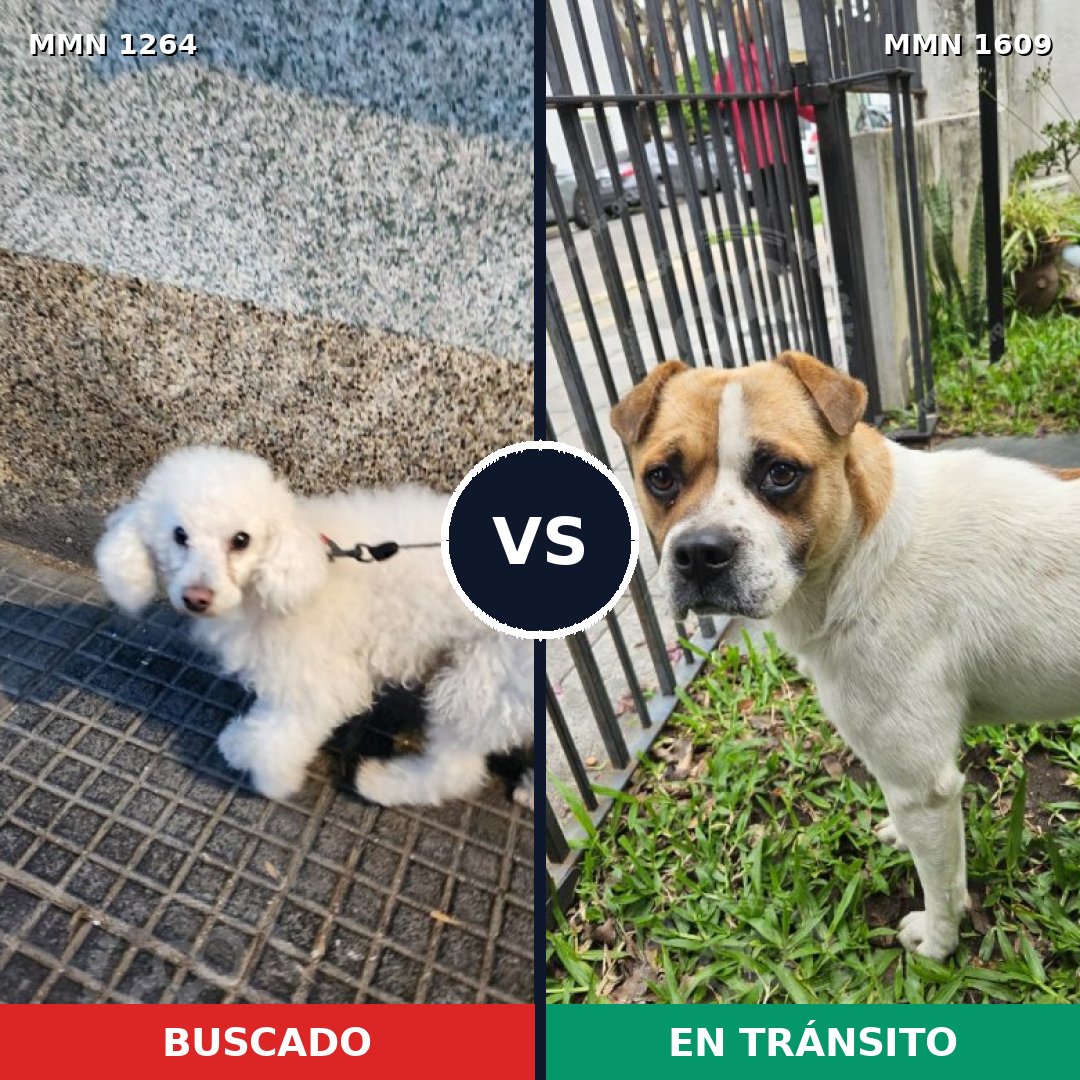 Comparativa MMS 33259: mascota perdida y mascota encontrada, 46% de similitud