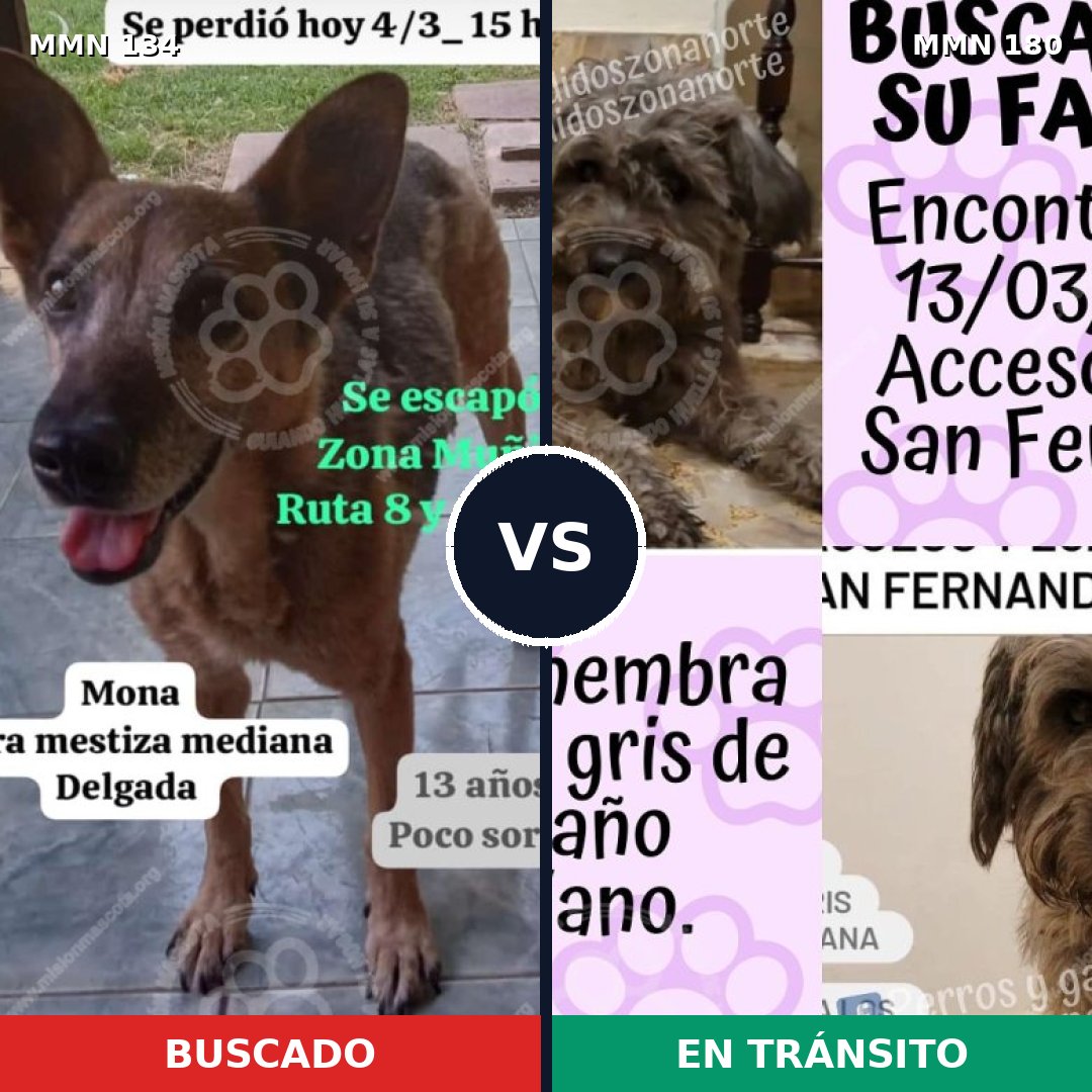 Comparativa MMS 3326: mascota perdida y mascota encontrada, 63% de similitud