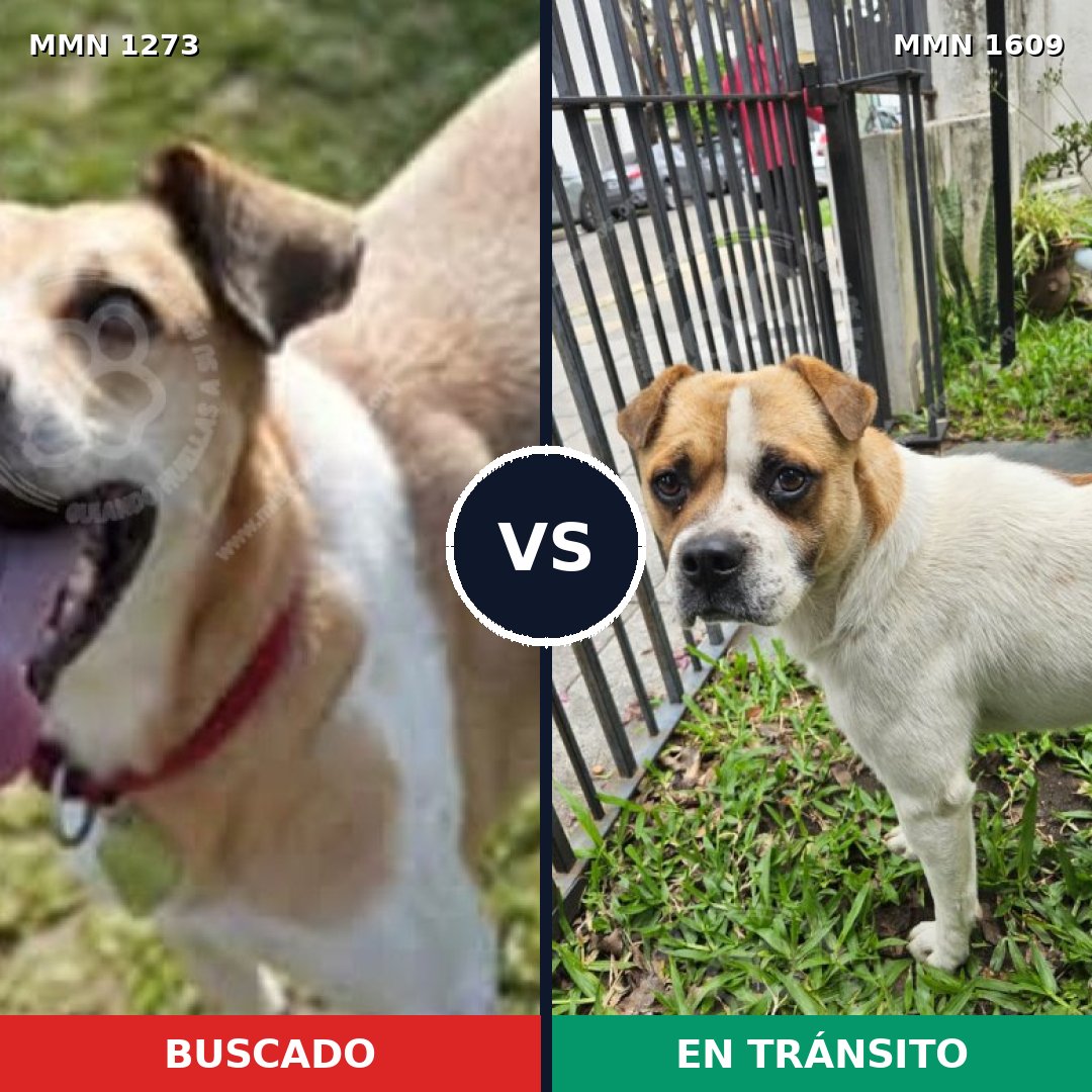 Comparativa MMS 33263: mascota perdida y mascota encontrada, 81% de similitud