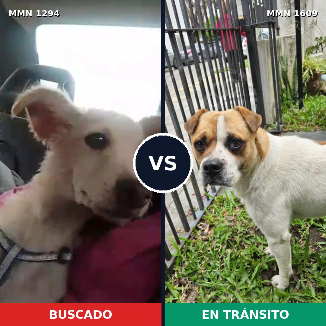 Comparativa MMS 33266: mascota perdida y mascota encontrada, 81% de similitud