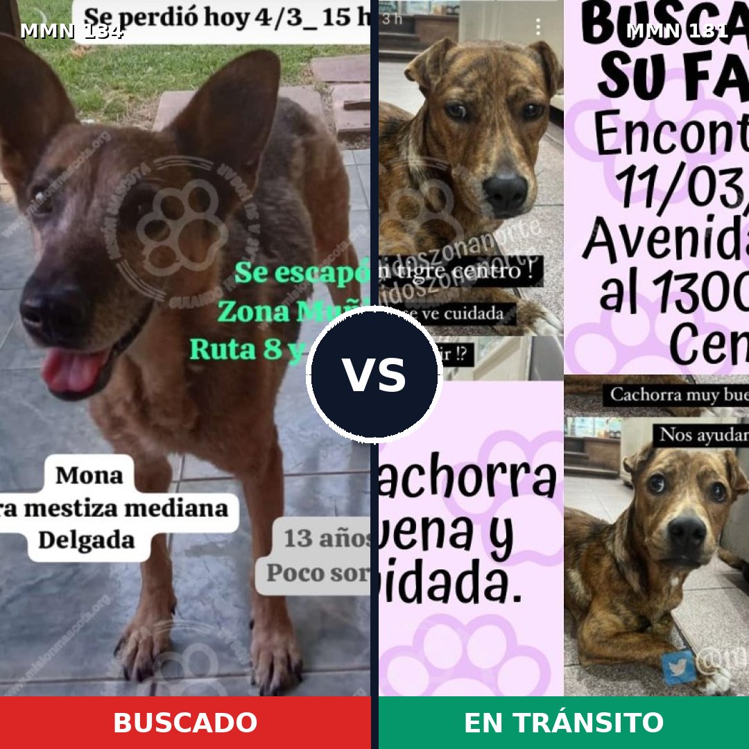 Comparativa MMS 3327: mascota perdida y mascota encontrada, 63% de similitud