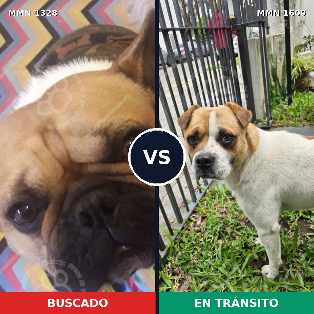 Comparativa MMS 33272: mascota perdida y mascota encontrada, 45% de similitud