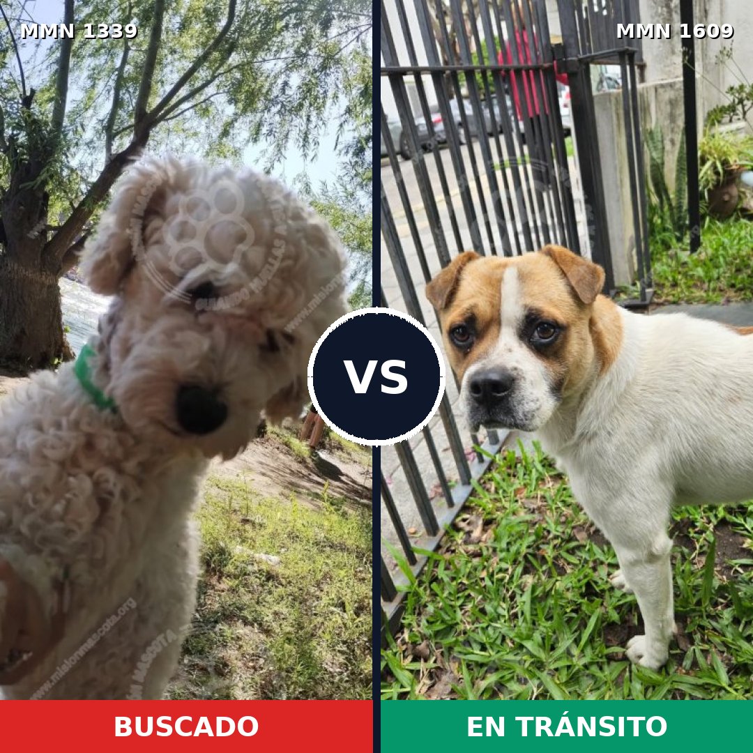 Comparativa MMS 33274: mascota perdida y mascota encontrada, 48% de similitud