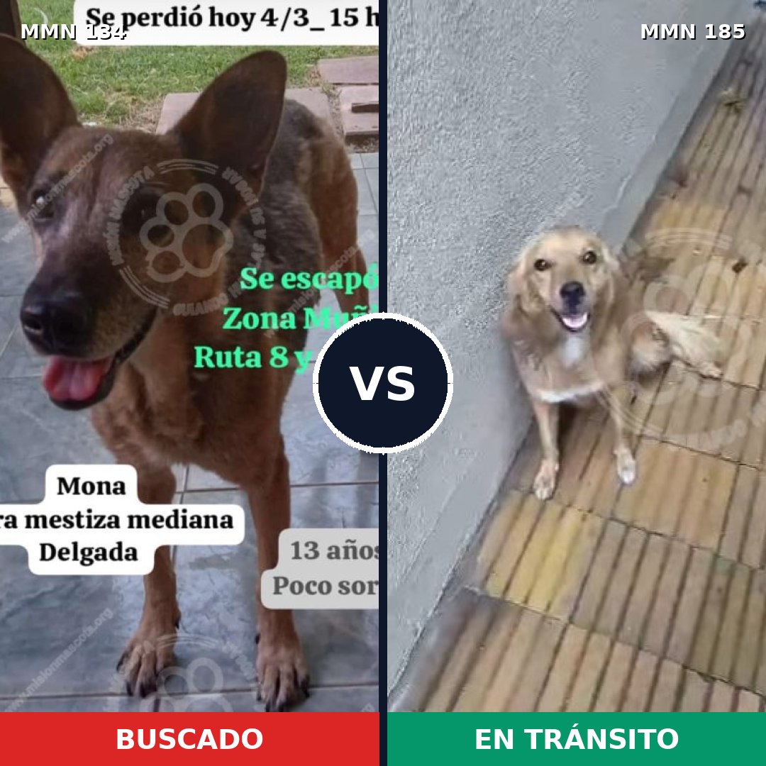 Comparativa MMS 3328: mascota perdida y mascota encontrada, 47% de similitud