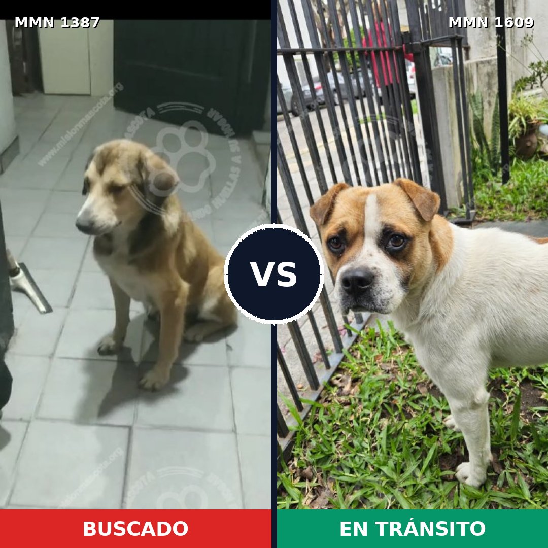 Comparativa MMS 33284: mascota perdida y mascota encontrada, 70% de similitud