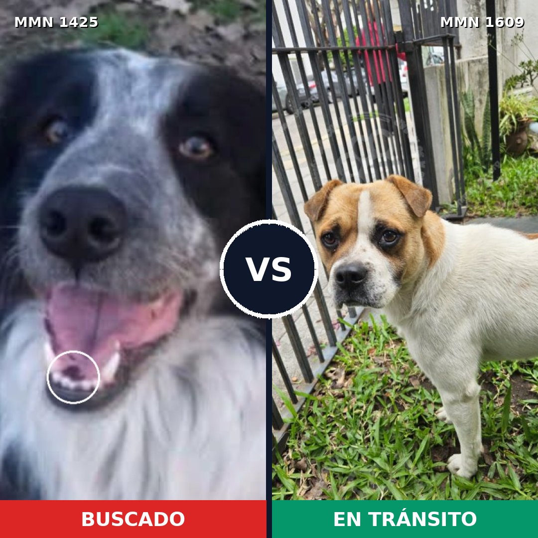 Comparativa MMS 33288: mascota perdida y mascota encontrada, 45% de similitud