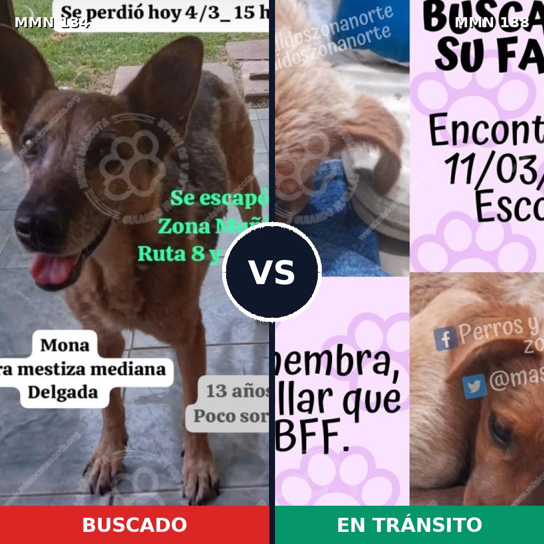 Comparativa MMS 3329: mascota perdida y mascota encontrada, 6% de similitud
