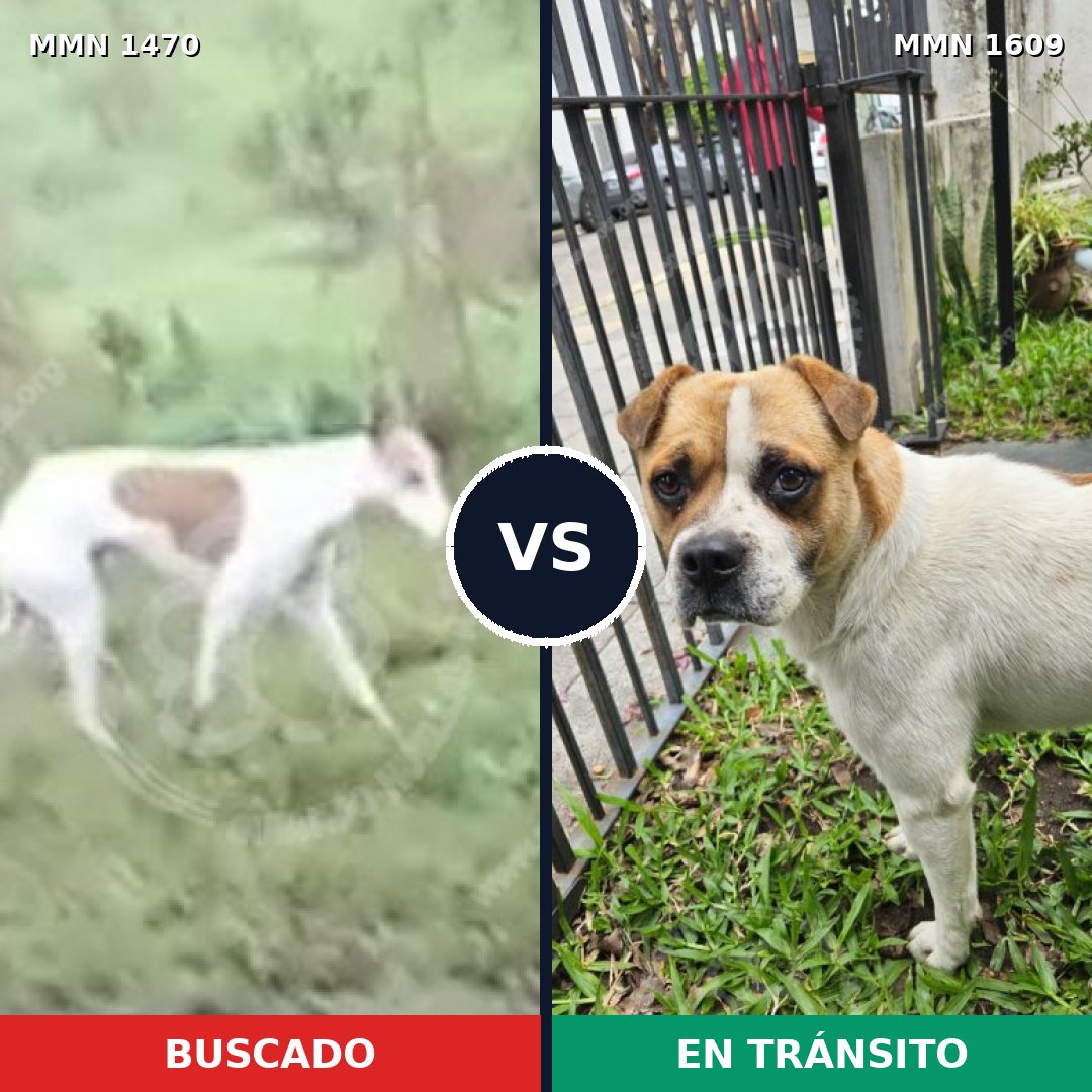 Comparativa MMS 33295: mascota perdida y mascota encontrada, 52% de similitud
