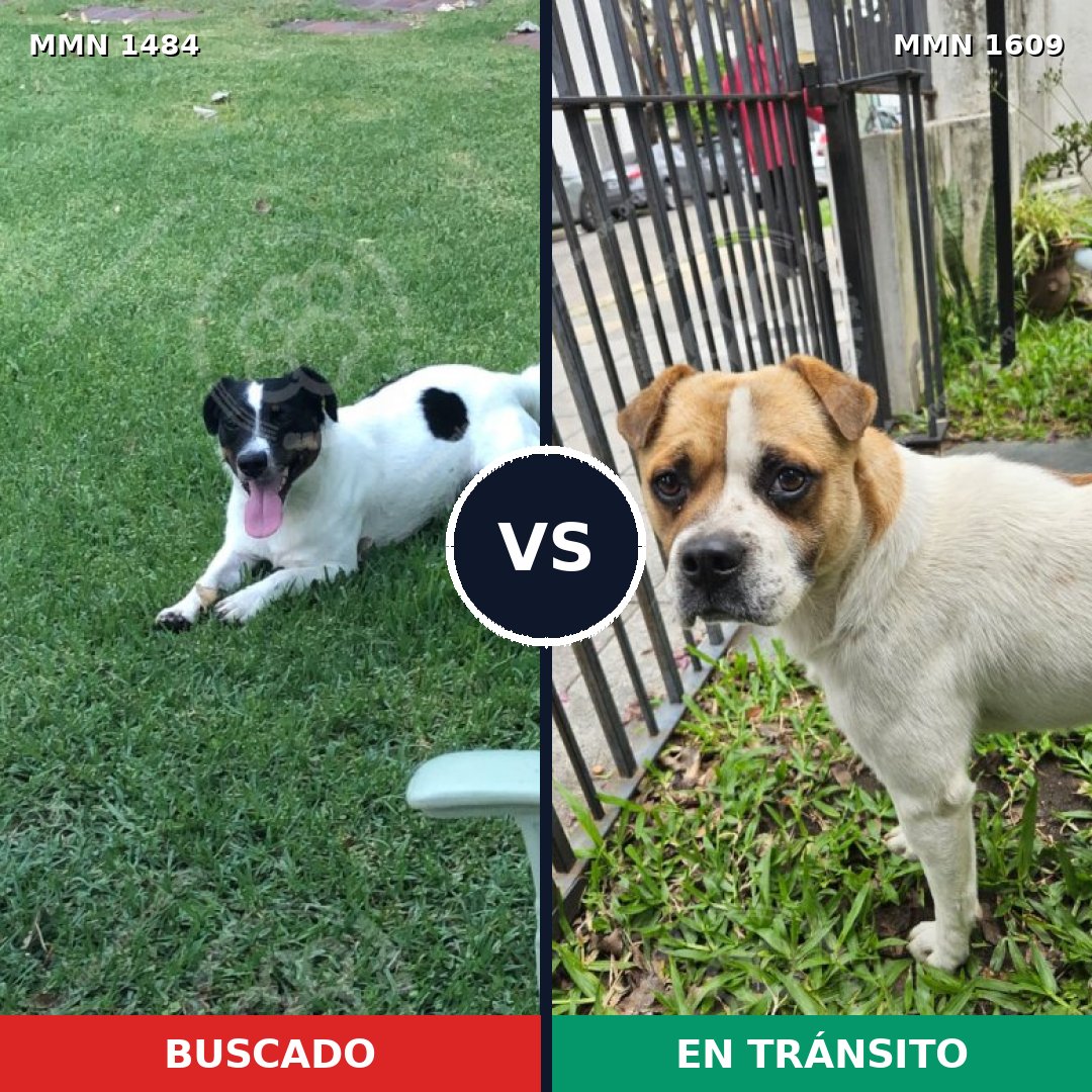 Comparativa MMS 33296: mascota perdida y mascota encontrada, 48% de similitud