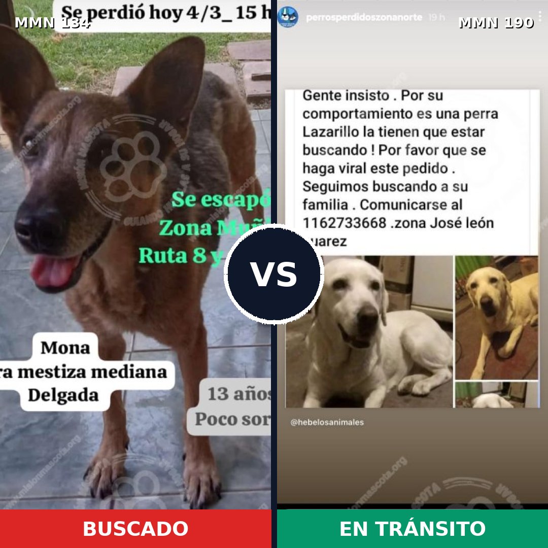 Comparativa MMS 3330: mascota perdida y mascota encontrada, 6% de similitud