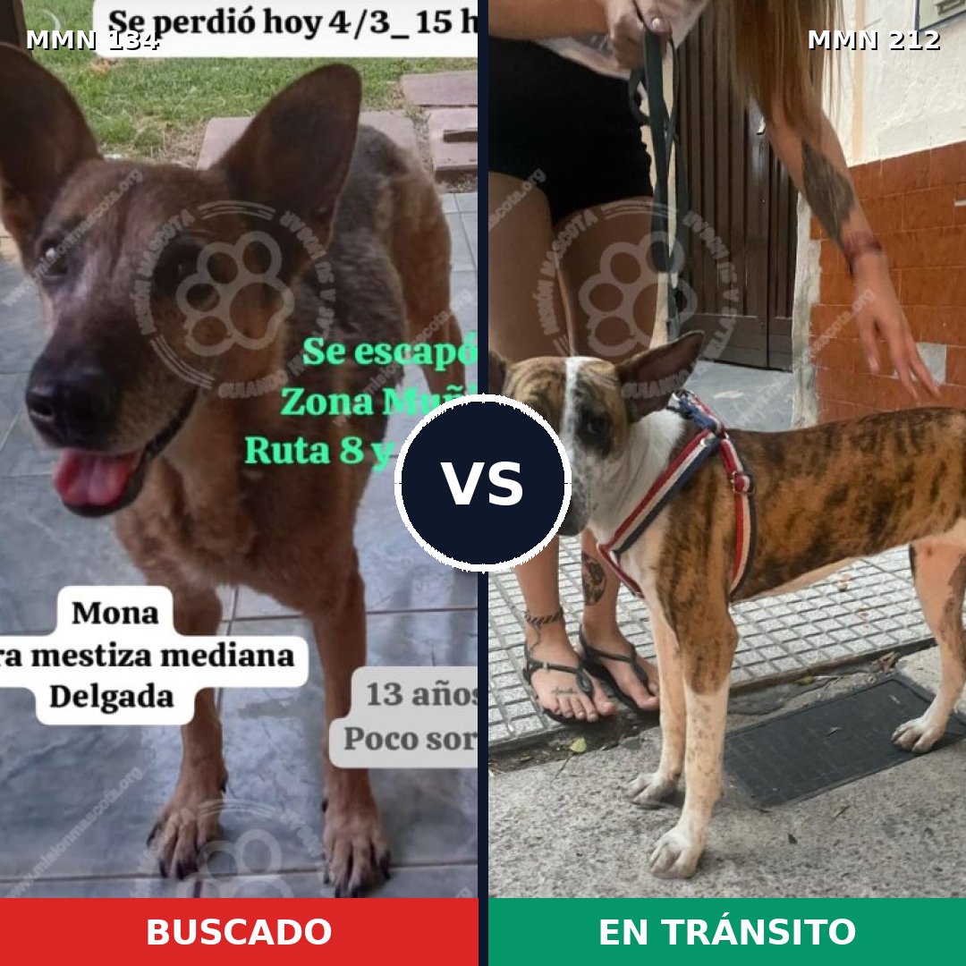 Comparativa MMS 3331: mascota perdida y mascota encontrada, 63% de similitud