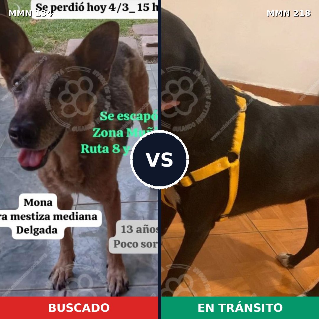 Comparativa MMS 3332: mascota perdida y mascota encontrada, 66% de similitud
