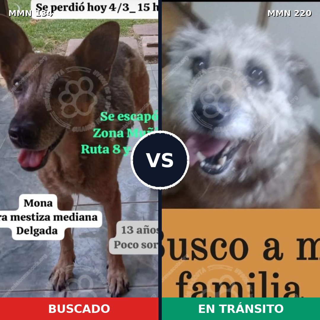 Comparativa MMS 3333: mascota perdida y mascota encontrada, 48% de similitud