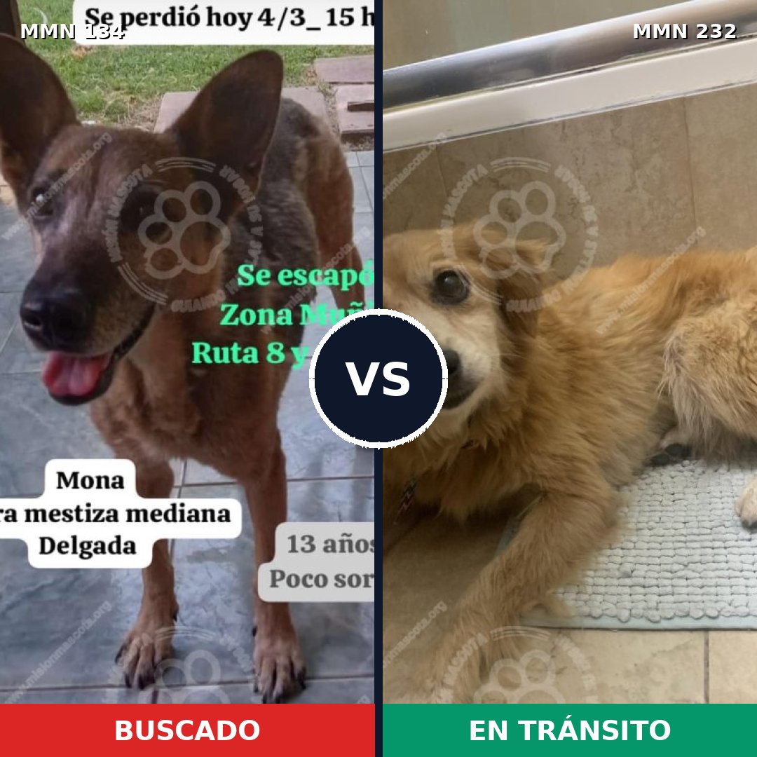 Comparativa MMS 3335: mascota perdida y mascota encontrada, 6% de similitud