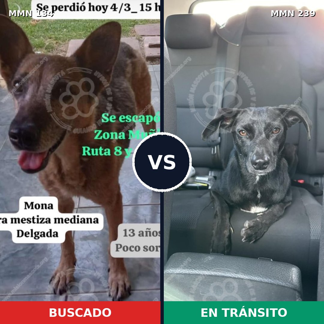 Comparativa MMS 3336: mascota perdida y mascota encontrada, 66% de similitud