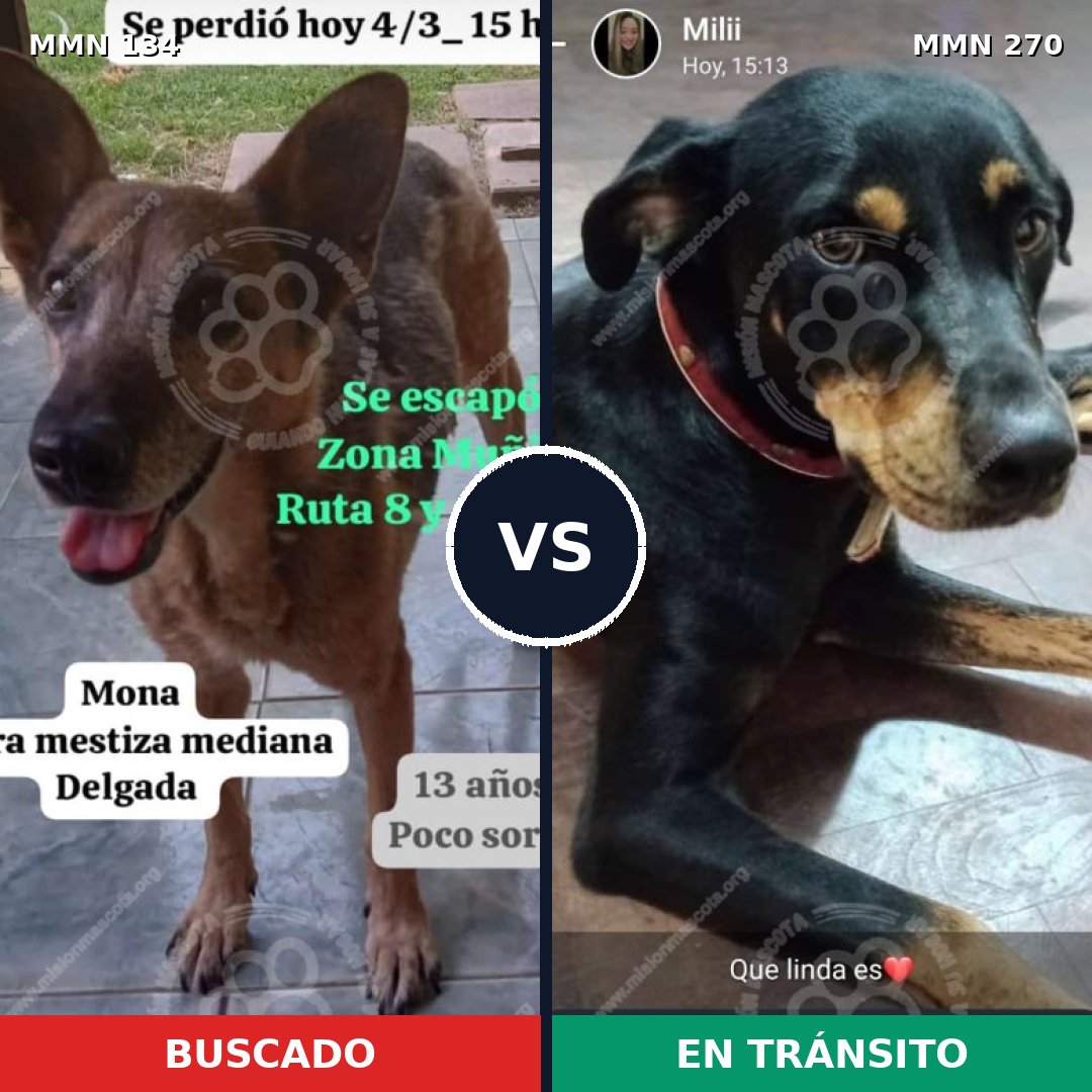 Comparativa MMS 3337: mascota perdida y mascota encontrada, 66% de similitud