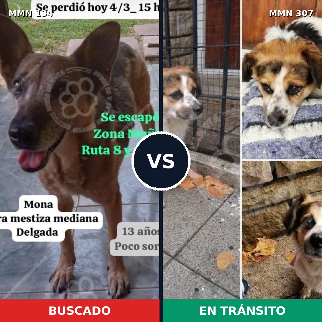Comparativa MMS 3339: mascota perdida y mascota encontrada, 60% de similitud