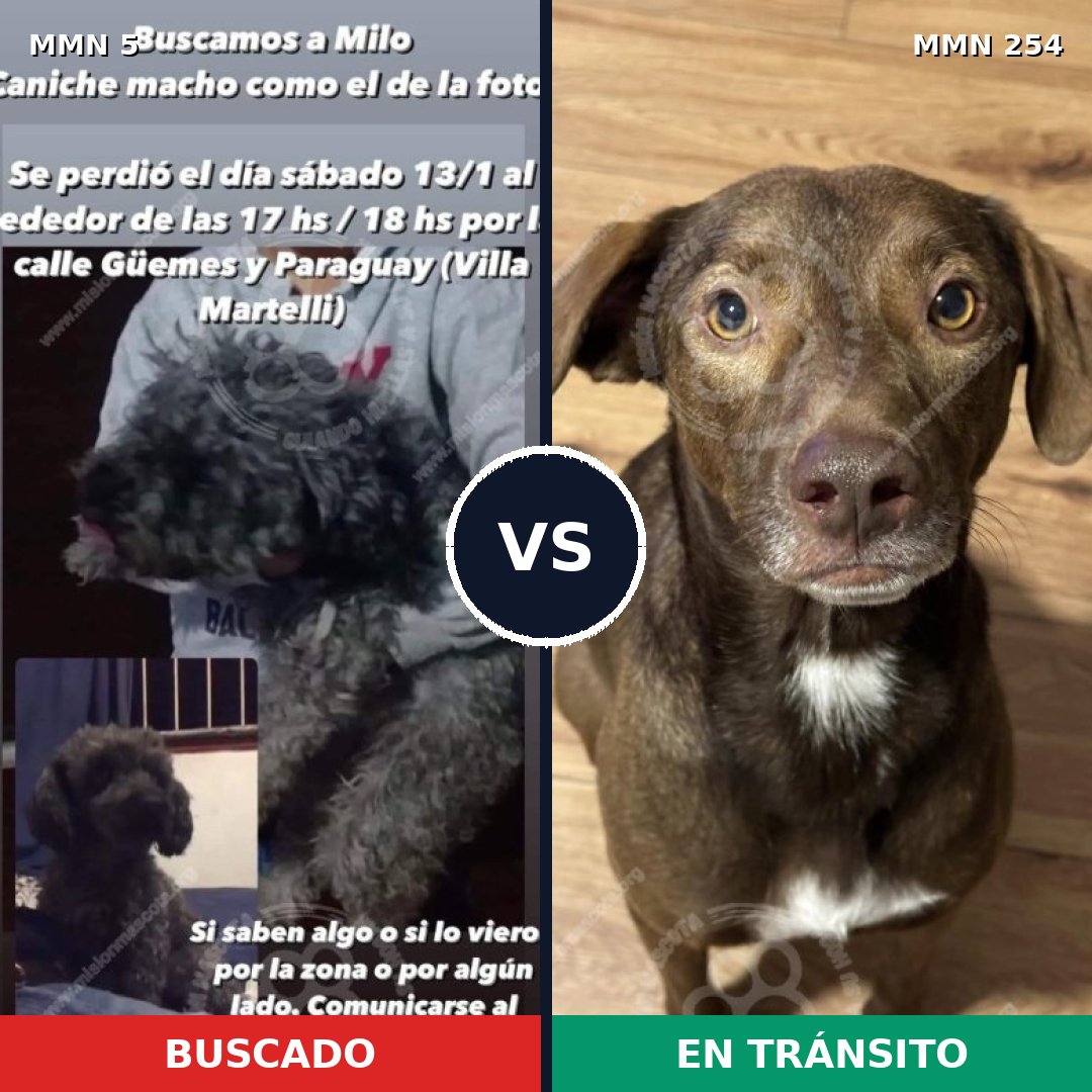 Comparativa MMS 334: mascota perdida y mascota encontrada, 26% de similitud