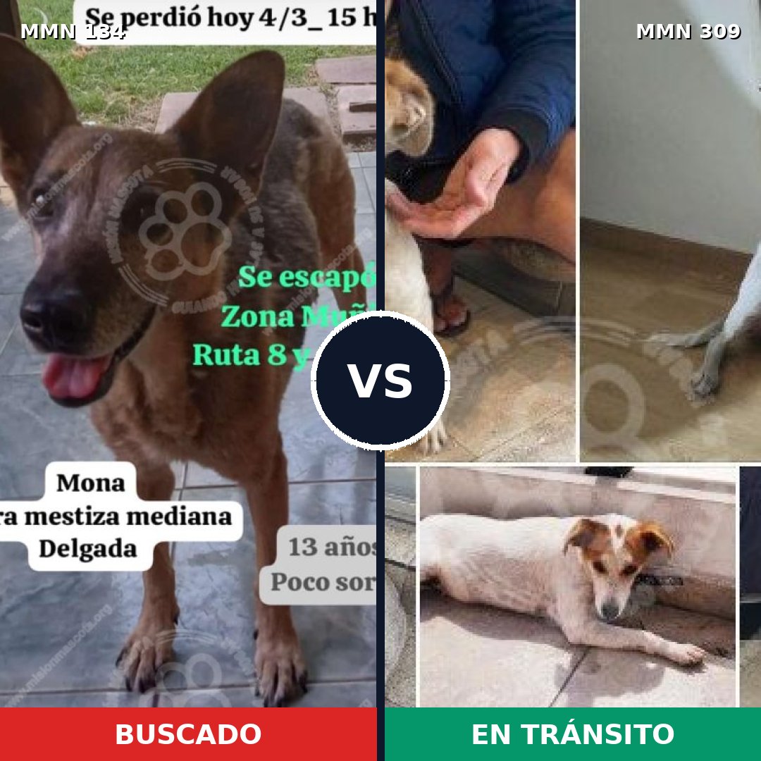 Comparativa MMS 3340: mascota perdida y mascota encontrada, 63% de similitud