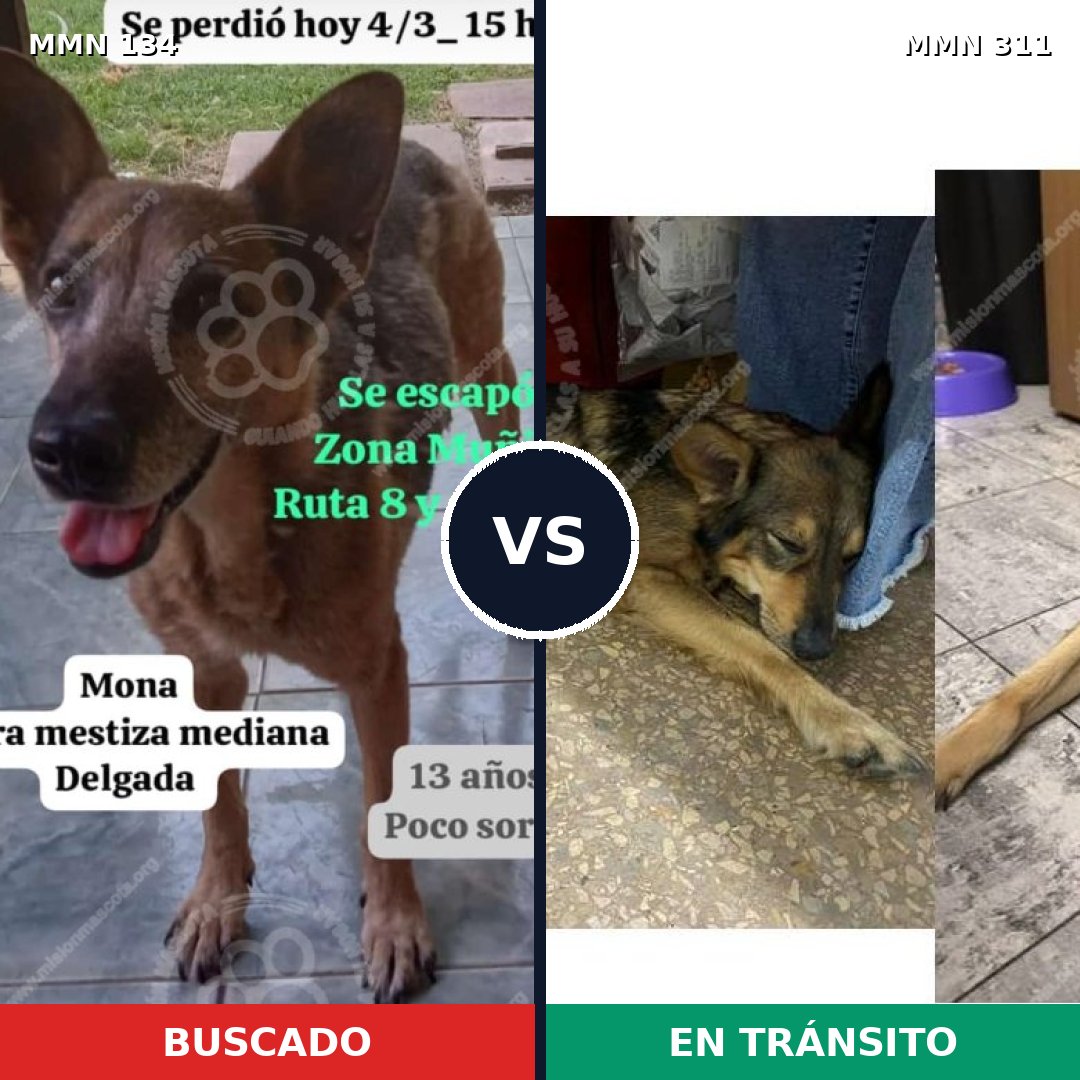 Comparativa MMS 3341: mascota perdida y mascota encontrada, 69% de similitud