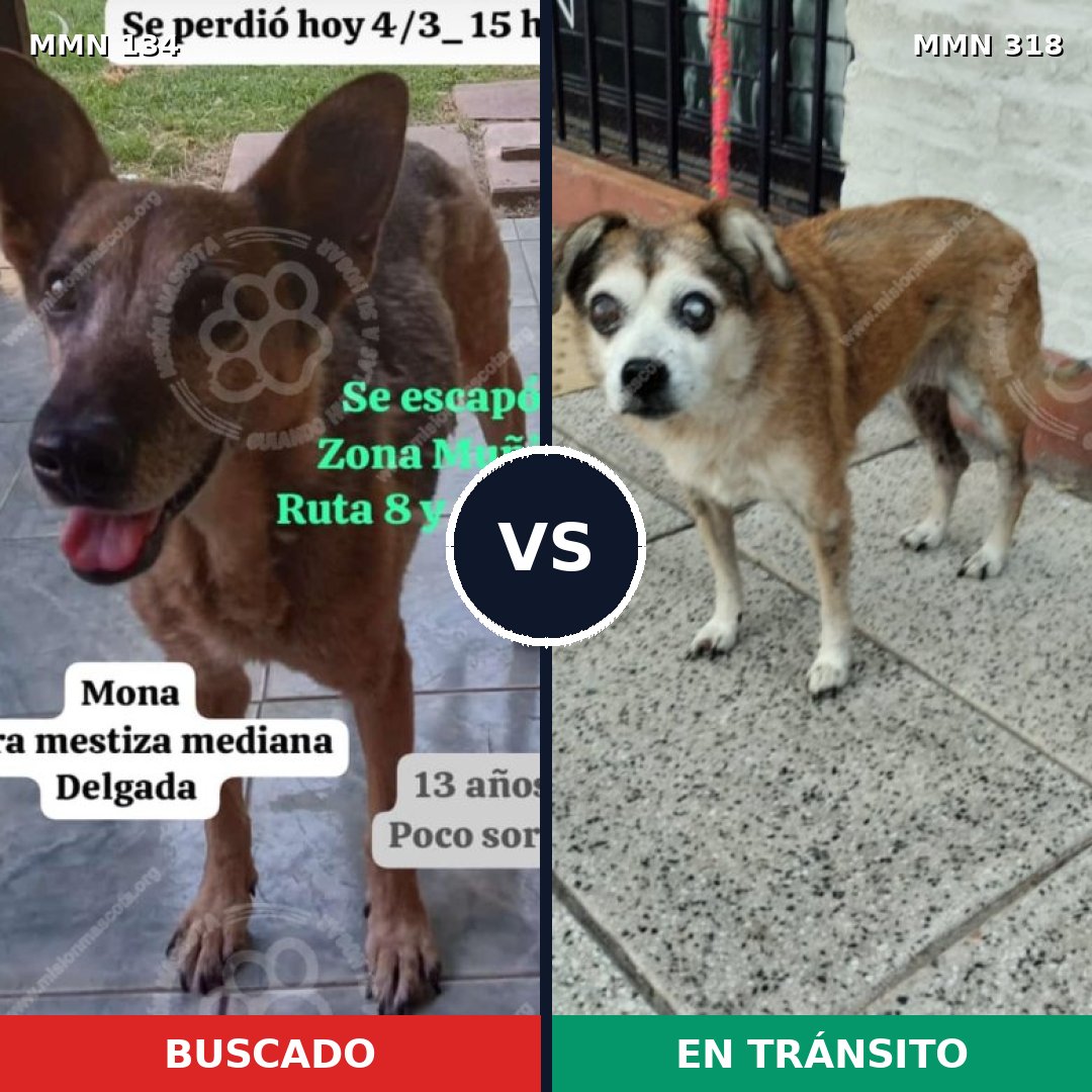 Comparativa MMS 3342: mascota perdida y mascota encontrada, 21% de similitud