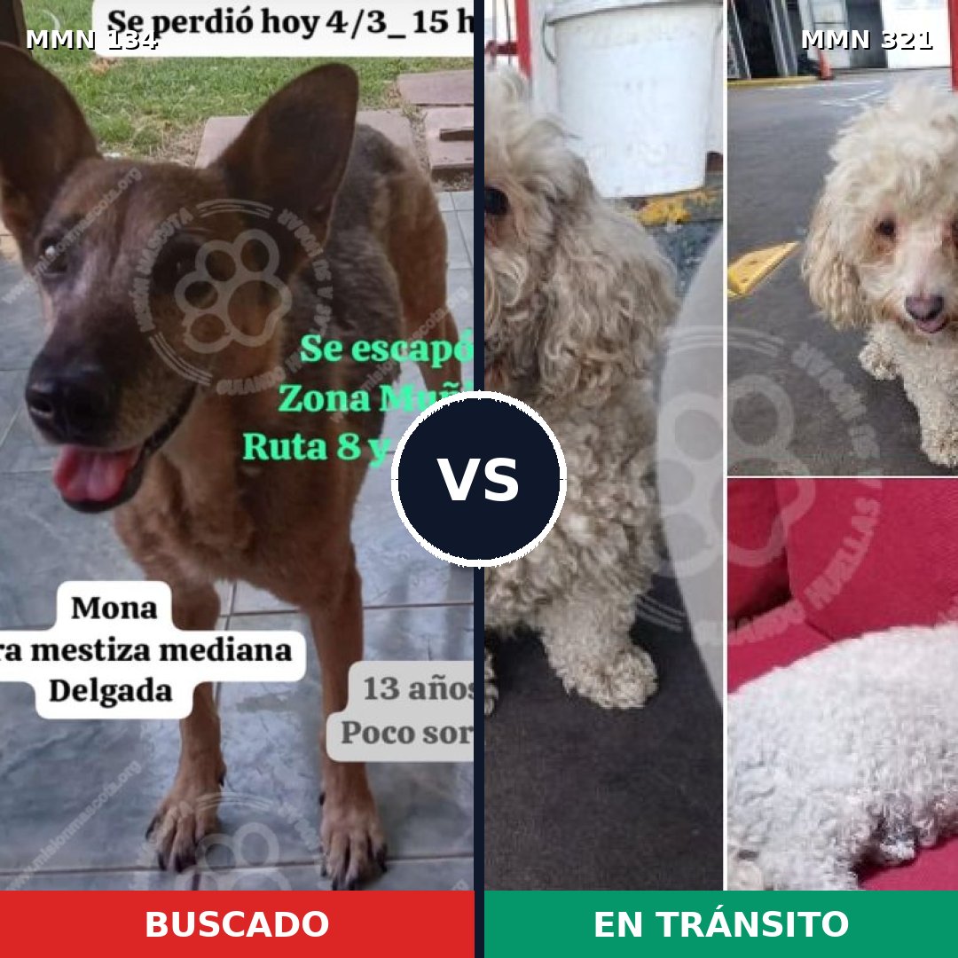 Comparativa MMS 3343: mascota perdida y mascota encontrada, 6% de similitud