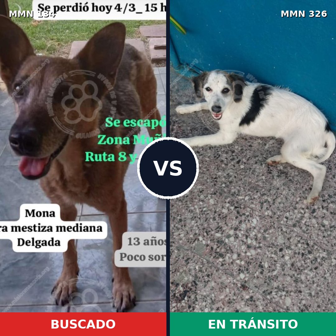 Comparativa MMS 3344: mascota perdida y mascota encontrada, 60% de similitud