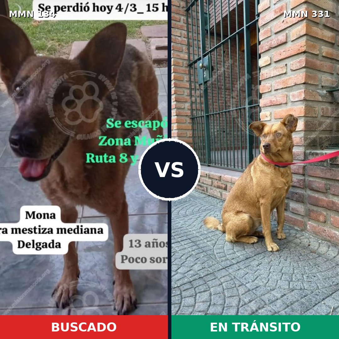 Comparativa MMS 3345: mascota perdida y mascota encontrada, 66% de similitud