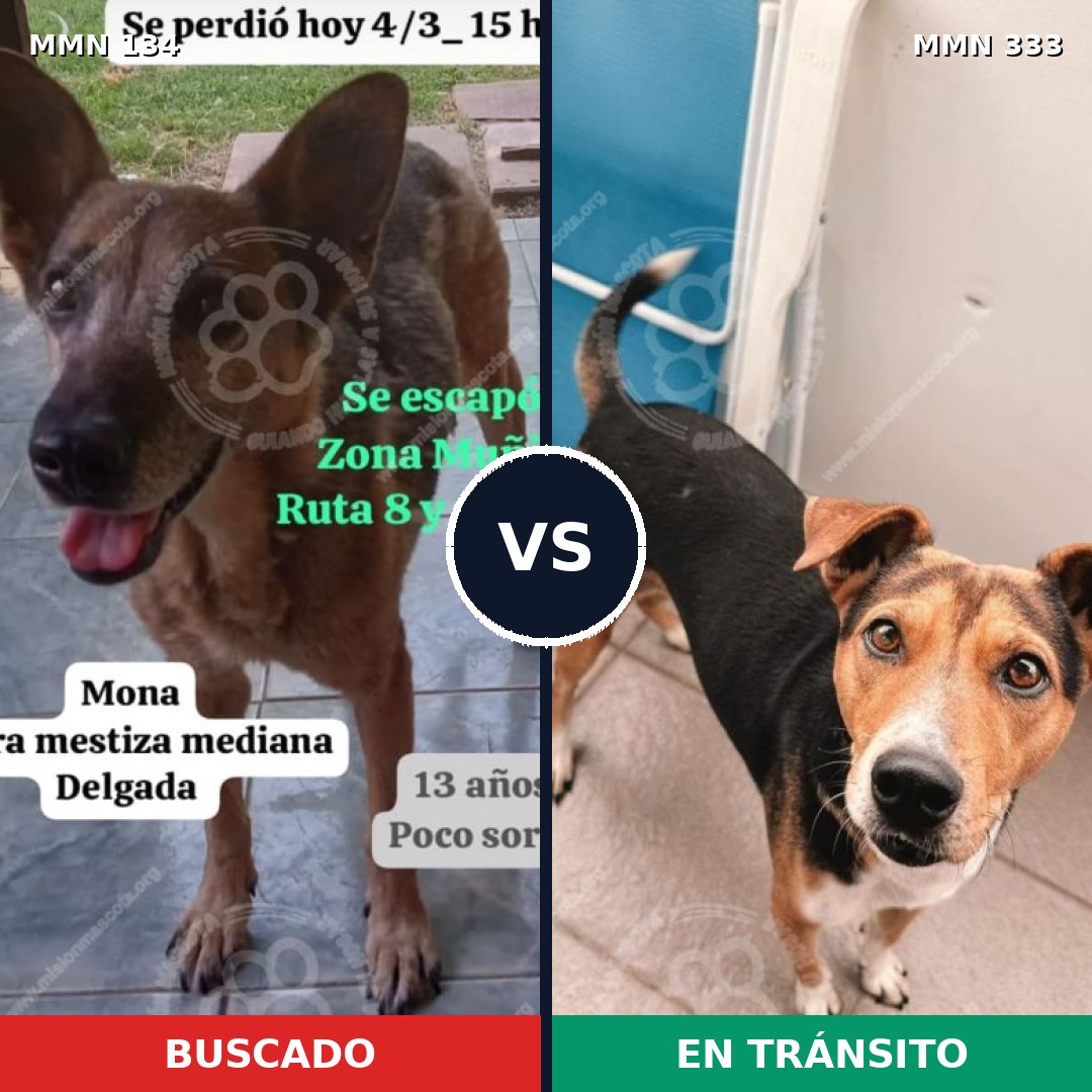 Comparativa MMS 3346: mascota perdida y mascota encontrada, 63% de similitud