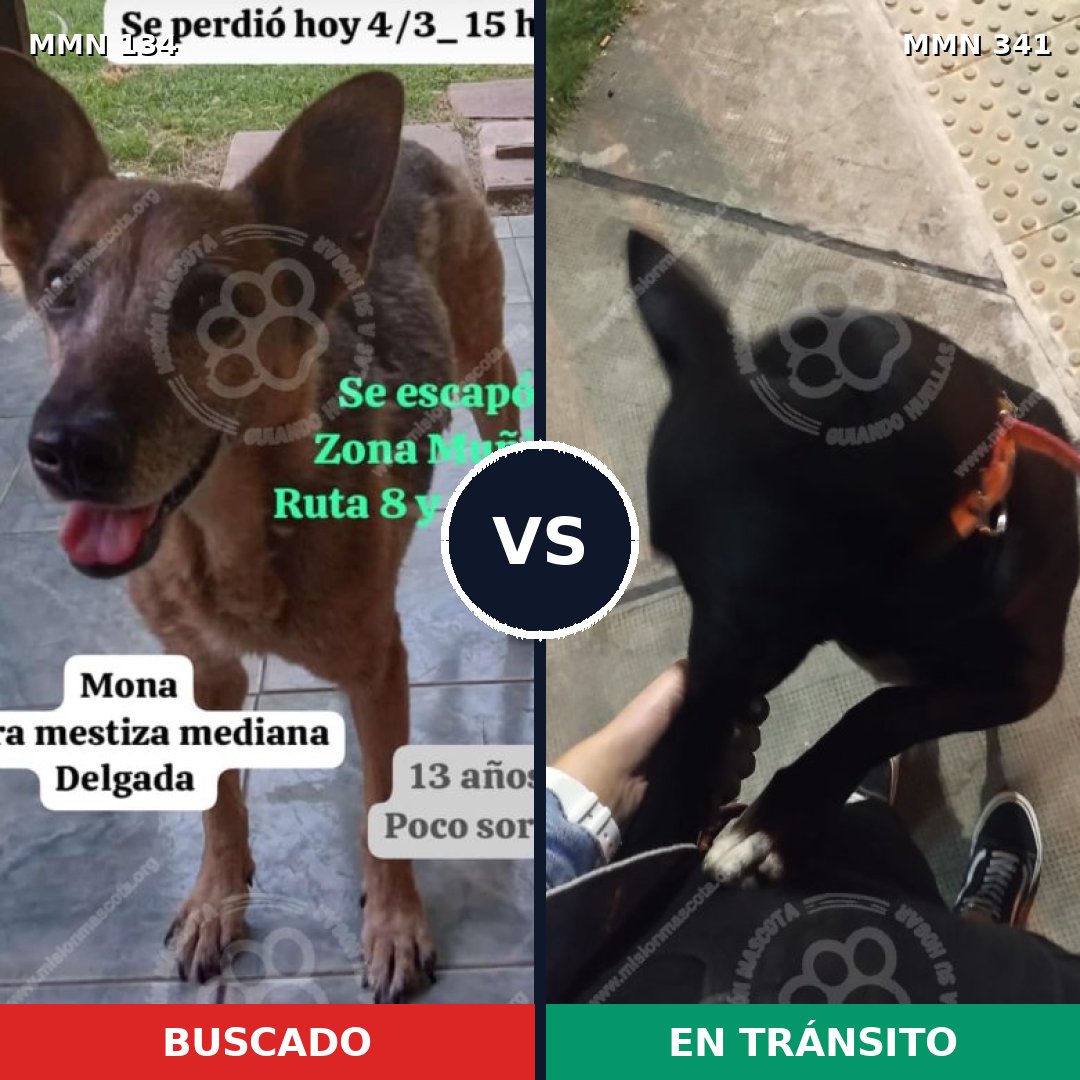 Comparativa MMS 3347: mascota perdida y mascota encontrada, 66% de similitud