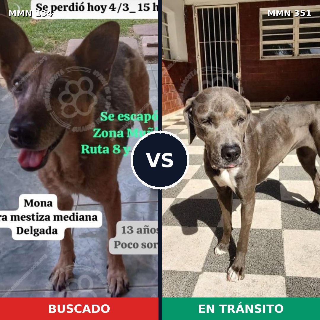 Comparativa MMS 3348: mascota perdida y mascota encontrada, 10% de similitud