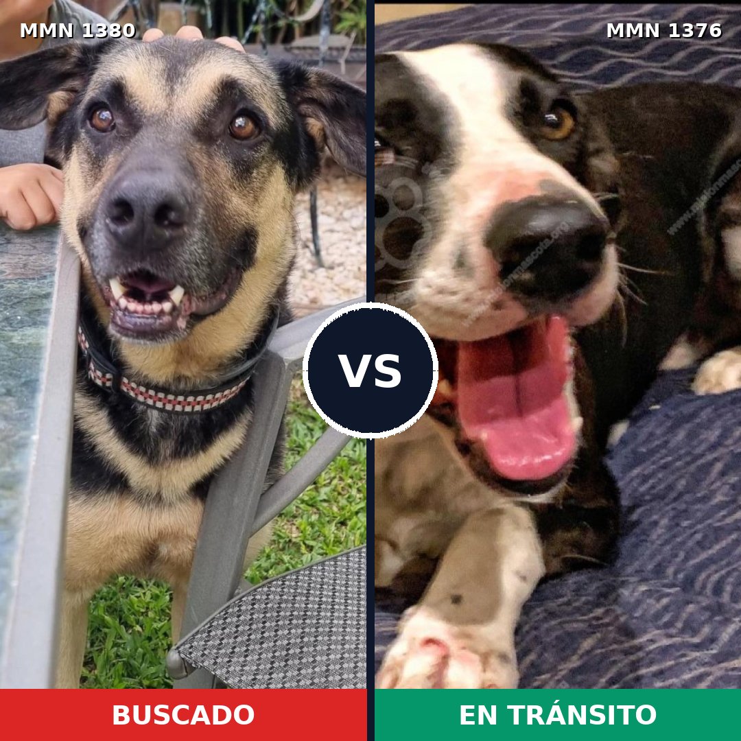 Comparativa MMS 33481: mascota perdida y mascota encontrada, 60% de similitud