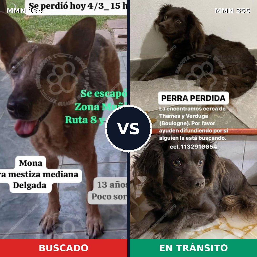 Comparativa MMS 3349: mascota perdida y mascota encontrada, 47% de similitud