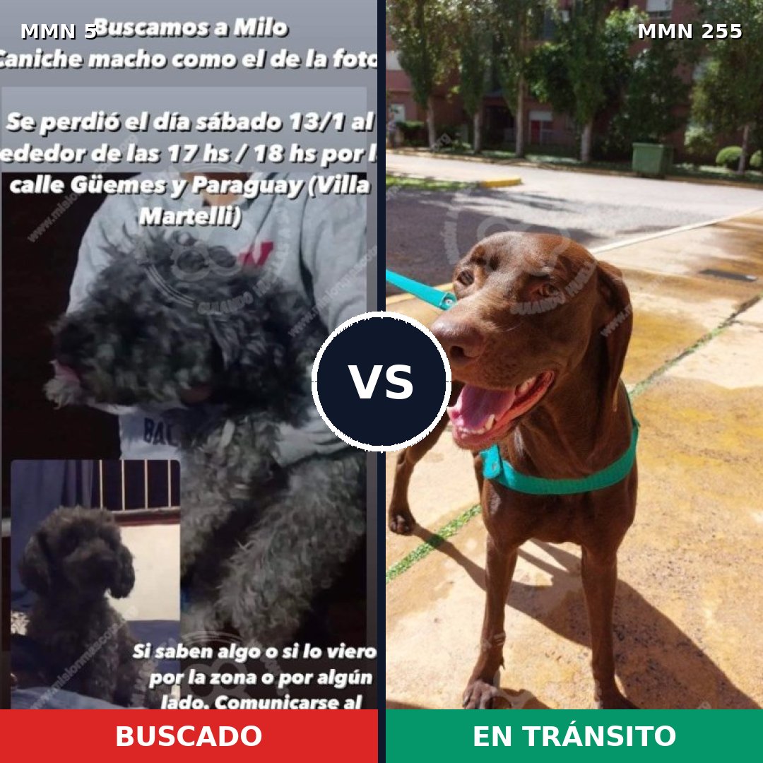 Comparativa MMS 335: mascota perdida y mascota encontrada, 16% de similitud