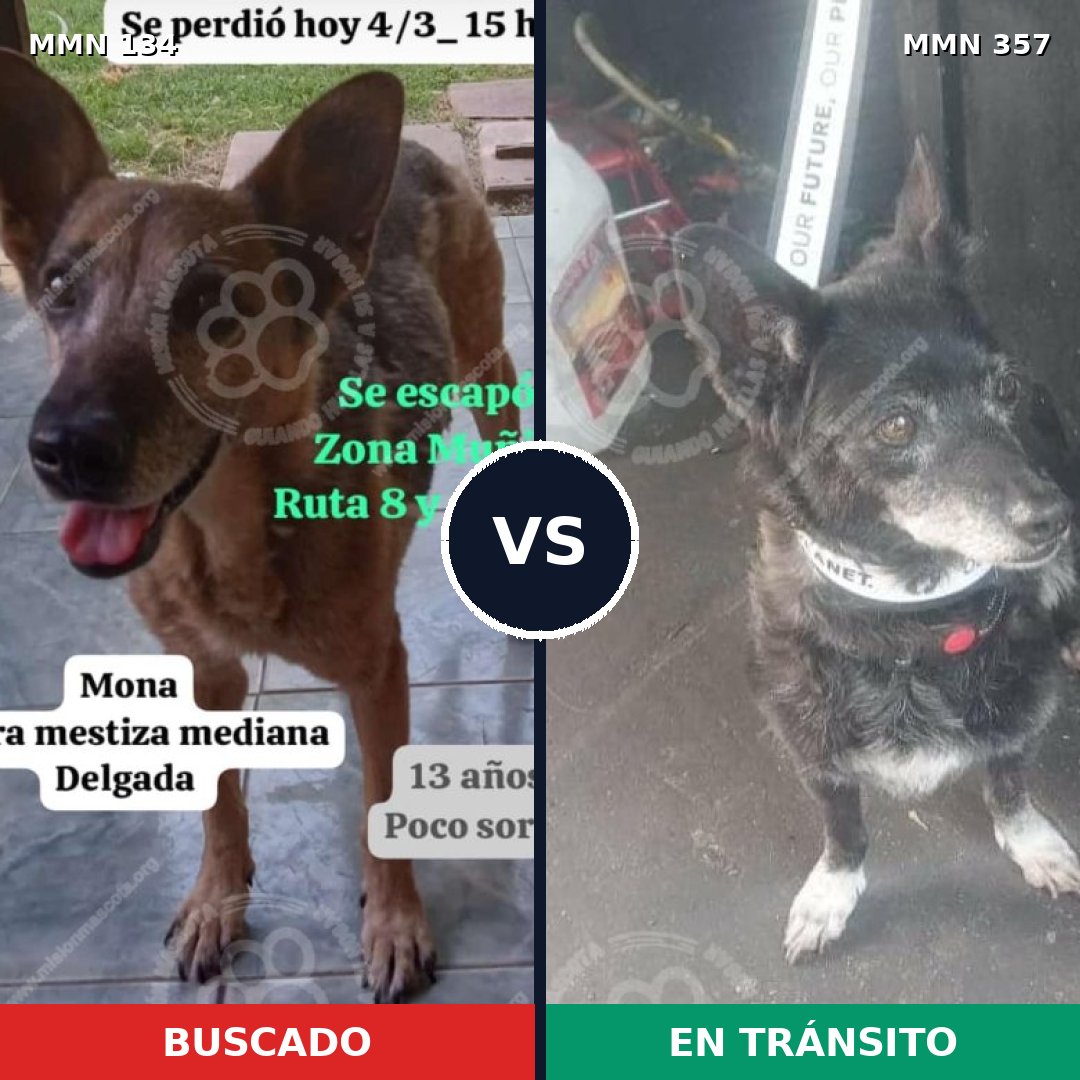 Comparativa MMS 3350: mascota perdida y mascota encontrada, 64% de similitud