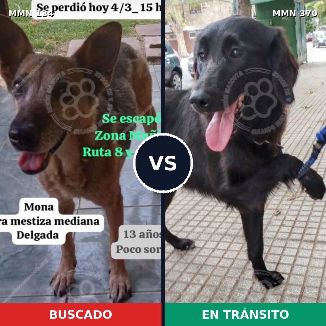 Comparativa MMS 3351: mascota perdida y mascota encontrada, 63% de similitud
